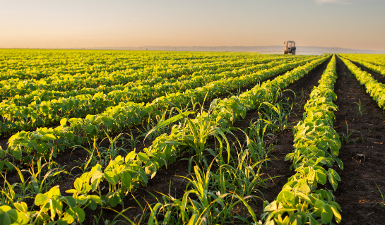 القطاع الزراعي التجاري